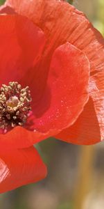 Macro,Pavot,Fleur,Pétales,Pollen,Coquelicot