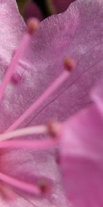 Flower,Macro,Petals,Stamens