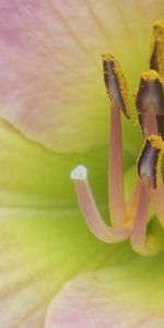 Flower,Macro,Petals,Stamens,Insides,Entrails