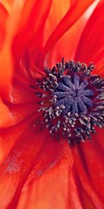 Flower,Macro,Petals,Stamens,Poppy