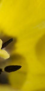 Flor,Macro,Pétalos,Estambres,Tulipán