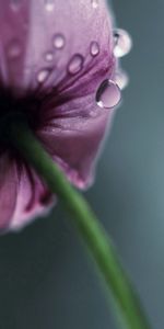 Flower,Macro,Petals,Stem,Stalk,Drops