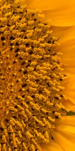 Flower,Macro,Petals,Sunflower