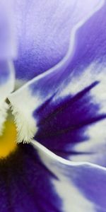 Flower,Macro,Petals,Tender,Stains,Spots