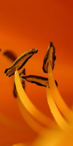 Flower,Macro,Pollen