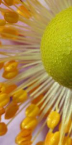 Flower,Macro,Pollen,Petals