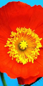 Flower,Macro,Pollen,Poppy