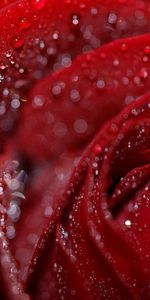 Flower,Macro,Rose Flower,Rose,Petals,Dew,Humid,Drops,Wet