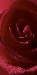 Drops,Fleur,Macro,Pétales,Une Rose,Ombre,Rose