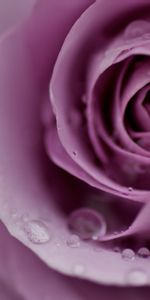 Flower,Macro,Rose,Petals,Tender,Drops,Rose Flower