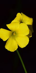 Flor,Macro,De Cerca,Fondo Negro,Pequeña,Pequeño,Oxalis,Primer Plano,Contraste