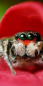 Hojas,Flor,Macro,Araña,Ojos