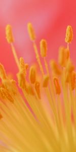 Flower,Macro,Stamens