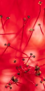 Flower,Macro,Stamens,Anthers,Close Up