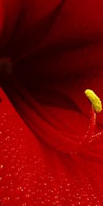 Flower,Macro,Stamens,Petals