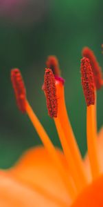 Flor,Macro,Estambres,Polen