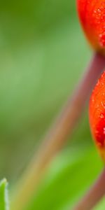 Flower,Macro,Stem,Stalk,Drops,Petals