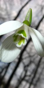 Flower,Macro,Stem,Stalk,Snowdrop