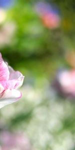 Flor,Macro,Rayas,Rayado,Planta,Tulipán