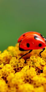 Flor,Macro,Superficie,Insecto,Mariquita