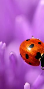 Coccinelle,Macro,Lilas,Surface,Fleur