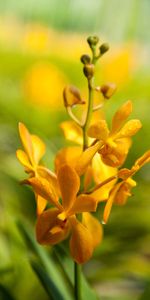 Flower,Macro,Wet,Inflorescence