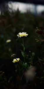 Flower,Macro,Wild,Plant