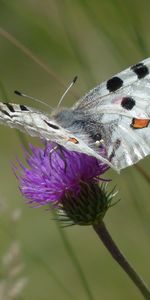 Flor,Macro,Alas,Mariposa