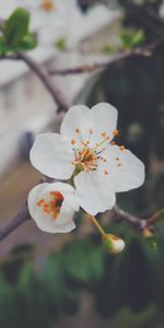 Bois,Arbre,Fleur,Branche,Macro,Floraison,Source,Printemps