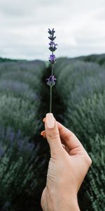 Flower,Miscellanea,Miscellaneous,Hand,Field,Focus,Lavender