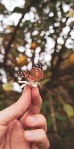 Flor,Mano,Miscelánea,Misceláneo,Dedos,Mariposa