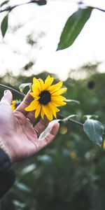 Flower,Miscellanea,Miscellaneous,Rings,Hand,Petals