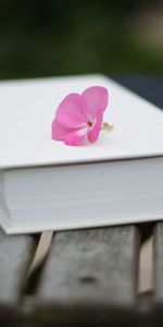 Flower,Miscellanea,Miscellaneous,Surface,Mood,Book