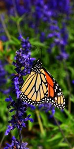 Flower,Monarch Butterfly,Butterfly Monarch,Animals,Wings,Butterfly,Pattern