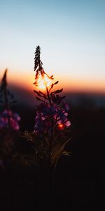 Flower,Nature,Dusk,Sunset,Twilight,Sun,Dark