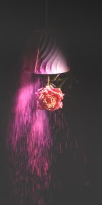 Flower,Paint,Miscellanea,Miscellaneous,Rose,Rose Flower,Dark