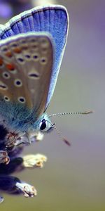 Flor,Macro,Patrones,Mariposa,Alas