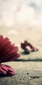 Flower,Petals,Asphalt,Gerbera,Flowers