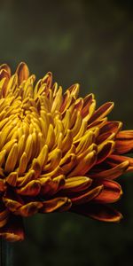 Flower,Petals,Bud,Aster,Flowers