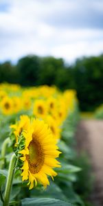 Flores,Hojas,Flor,Pétalos,Girasol