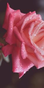 Drops,Macro,Pétales,Une Rose,Fleur,Rose