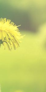 Flor,Macro,Suave,Diente De León,Planta,Borrosidad,Fondo