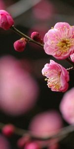 Flower,Plant,Bright,Branch,Macro,Spring