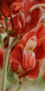 Flower,Plant,Flowers,Close Up