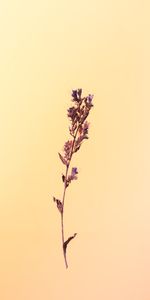 Flower,Plant,Herbarium,Macro,Minimalism