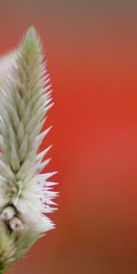 Fondo,Flor,Macro,Borrosidad,Suave,Planta