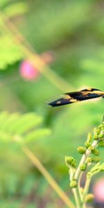 Flower,Plant,Macro,Blur,Smooth,Butterfly