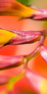 Flor,Macro,Rama,Planta