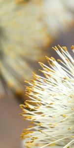 Flower,Plant,Macro,Branch,Pussy Willow,Verba,Fuzz,Fluff