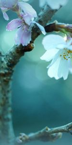 Flower,Plant,Macro,Branch,Sprout,Glare